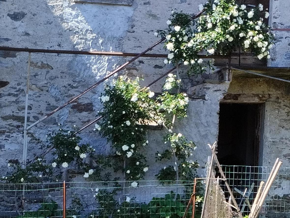 Il Forno Daire Cossogno Dış mekan fotoğraf
